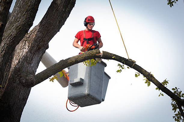 Best Affordable Tree Service  in Beach, ND